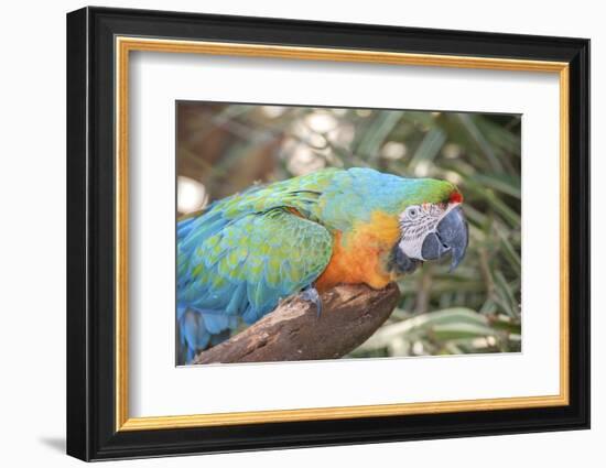 USA, Florida, Orlando. Blue-and-Yellow Macaw at Gatorland.-Lisa S. Engelbrecht-Framed Photographic Print