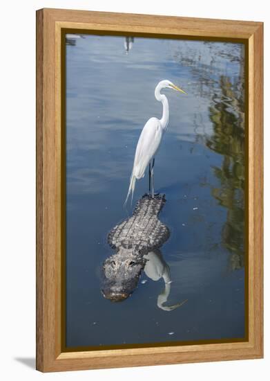 USA, Florida, Orlando, Egret Riding on Alligator, Gatorland-Lisa S^ Engelbrecht-Framed Premier Image Canvas