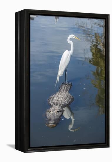 USA, Florida, Orlando, Egret Riding on Alligator, Gatorland-Lisa S^ Engelbrecht-Framed Premier Image Canvas