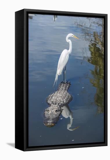 USA, Florida, Orlando, Egret Riding on Alligator, Gatorland-Lisa S^ Engelbrecht-Framed Premier Image Canvas