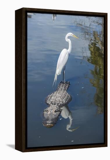 USA, Florida, Orlando, Egret Riding on Alligator, Gatorland-Lisa S^ Engelbrecht-Framed Premier Image Canvas