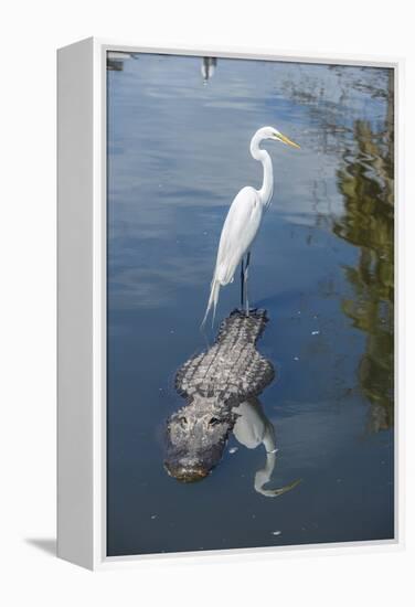 USA, Florida, Orlando, Egret Riding on Alligator, Gatorland-Lisa S^ Engelbrecht-Framed Premier Image Canvas