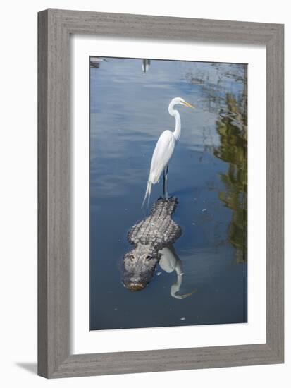 USA, Florida, Orlando, Egret Riding on Alligator, Gatorland-Lisa S^ Engelbrecht-Framed Photographic Print