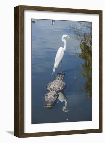 USA, Florida, Orlando, Egret Riding on Alligator, Gatorland-Lisa S^ Engelbrecht-Framed Photographic Print