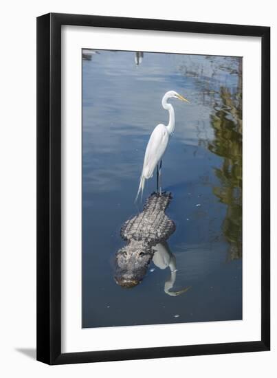 USA, Florida, Orlando, Egret Riding on Alligator, Gatorland-Lisa S^ Engelbrecht-Framed Photographic Print