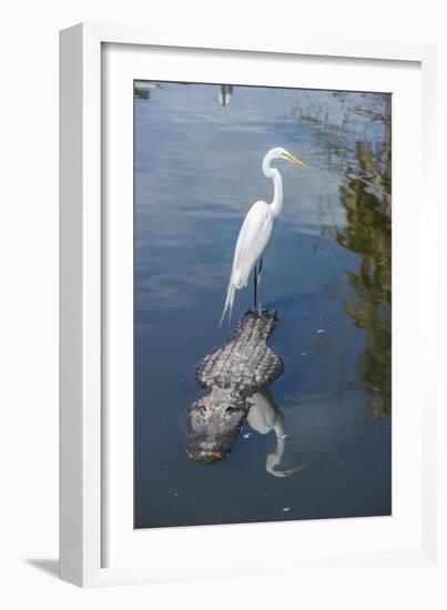 USA, Florida, Orlando, Egret Riding on Alligator, Gatorland-Lisa S^ Engelbrecht-Framed Photographic Print