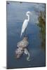 USA, Florida, Orlando, Egret Riding on Alligator, Gatorland-Lisa S^ Engelbrecht-Mounted Photographic Print