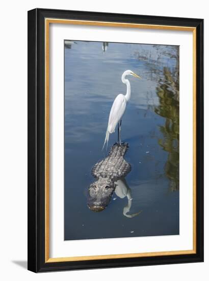 USA, Florida, Orlando, Egret Riding on Alligator, Gatorland-Lisa S^ Engelbrecht-Framed Photographic Print