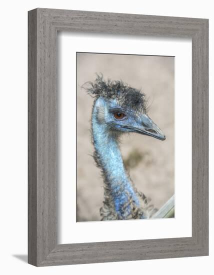 USA, Florida, Orlando. Emu at Gatorland.-Jim Engelbrecht-Framed Photographic Print