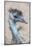 USA, Florida, Orlando. Emu at Gatorland.-Jim Engelbrecht-Mounted Photographic Print