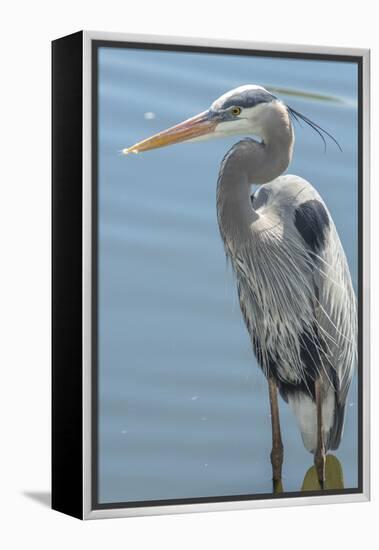 USA, Florida, Orlando. Great Blue Heron at Gatorland.-Jim Engelbrecht-Framed Premier Image Canvas