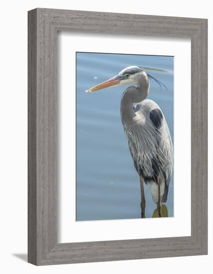 USA, Florida, Orlando. Great Blue Heron at Gatorland.-Jim Engelbrecht-Framed Photographic Print