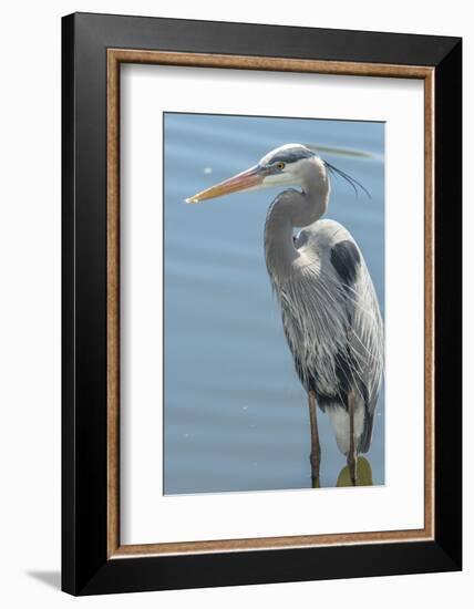 USA, Florida, Orlando. Great Blue Heron at Gatorland.-Jim Engelbrecht-Framed Photographic Print