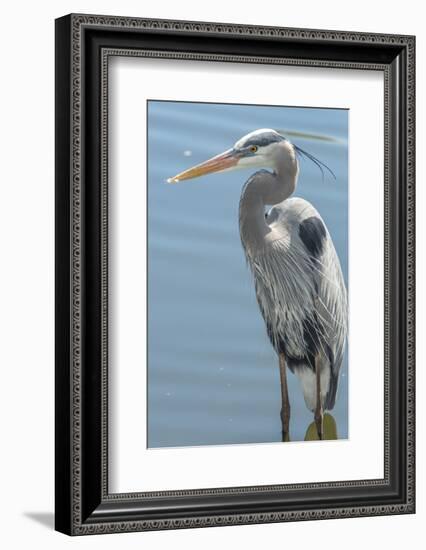 USA, Florida, Orlando. Great Blue Heron at Gatorland.-Jim Engelbrecht-Framed Photographic Print