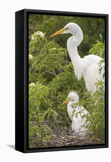 USA, Florida, Orlando. Great Egret and baby egret at Gatorland.-Lisa S. Engelbrecht-Framed Premier Image Canvas