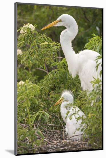 USA, Florida, Orlando. Great Egret and baby egret at Gatorland.-Lisa S. Engelbrecht-Mounted Photographic Print