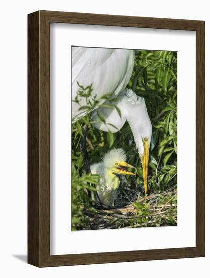 USA, Florida, Orlando, Great Egret and Baby Egret, Gatorland-Jim Engelbrecht-Framed Photographic Print