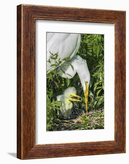 USA, Florida, Orlando, Great Egret and Baby Egret, Gatorland-Jim Engelbrecht-Framed Photographic Print