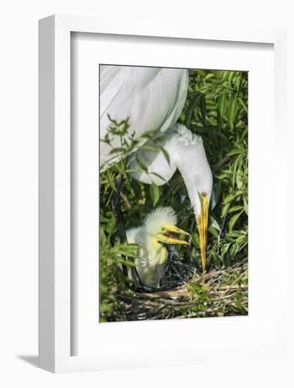 USA, Florida, Orlando, Great Egret and Baby Egret, Gatorland-Jim Engelbrecht-Framed Photographic Print