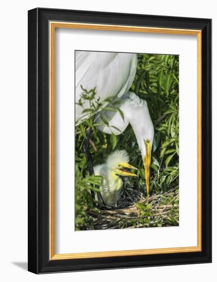 USA, Florida, Orlando, Great Egret and Baby Egret, Gatorland-Jim Engelbrecht-Framed Photographic Print