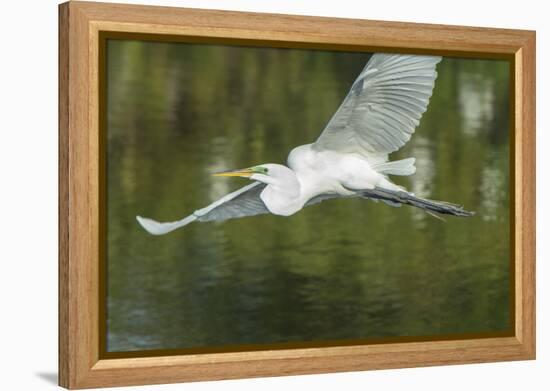 USA, Florida, Orlando. Great Egret at Gatorland.-Jim Engelbrecht-Framed Premier Image Canvas