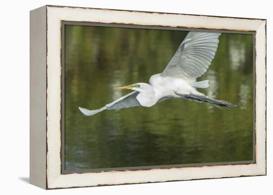 USA, Florida, Orlando. Great Egret at Gatorland.-Jim Engelbrecht-Framed Premier Image Canvas