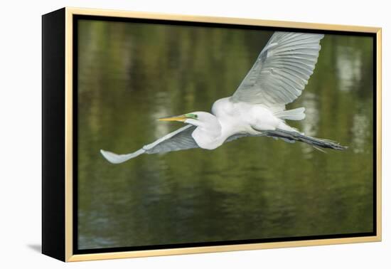 USA, Florida, Orlando. Great Egret at Gatorland.-Jim Engelbrecht-Framed Premier Image Canvas