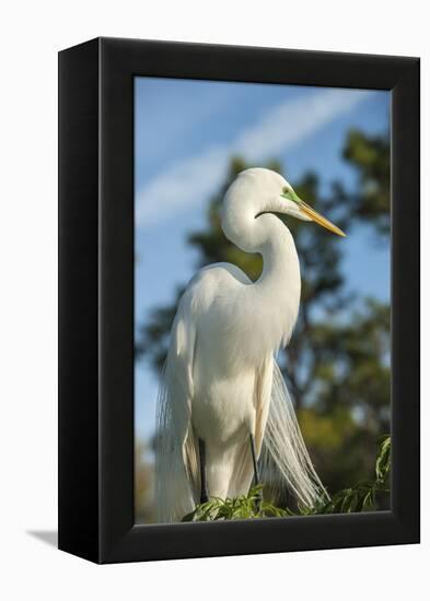 USA, Florida, Orlando. Great Egret at Gatorland.-Lisa S^ Engelbrecht-Framed Premier Image Canvas