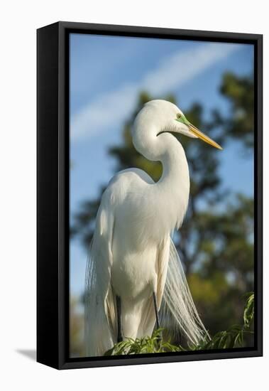 USA, Florida, Orlando. Great Egret at Gatorland.-Lisa S^ Engelbrecht-Framed Premier Image Canvas