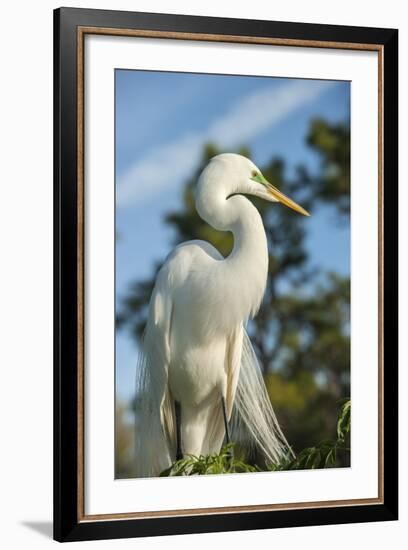 USA, Florida, Orlando. Great Egret at Gatorland.-Lisa S^ Engelbrecht-Framed Photographic Print