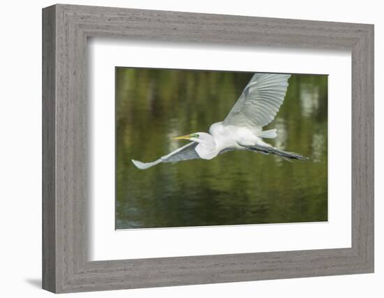 USA, Florida, Orlando. Great Egret at Gatorland.-Jim Engelbrecht-Framed Photographic Print