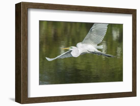 USA, Florida, Orlando. Great Egret at Gatorland.-Jim Engelbrecht-Framed Photographic Print