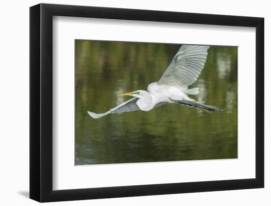 USA, Florida, Orlando. Great Egret at Gatorland.-Jim Engelbrecht-Framed Photographic Print