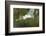 USA, Florida, Orlando. Great Egret at Gatorland.-Jim Engelbrecht-Framed Photographic Print