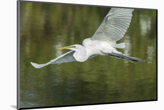 USA, Florida, Orlando. Great Egret at Gatorland.-Jim Engelbrecht-Mounted Photographic Print