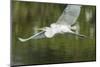 USA, Florida, Orlando. Great Egret at Gatorland.-Jim Engelbrecht-Mounted Photographic Print