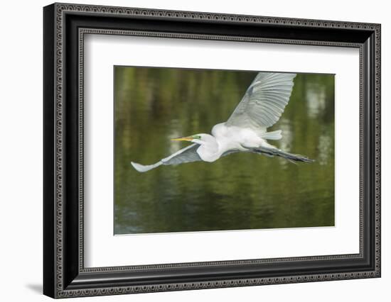 USA, Florida, Orlando. Great Egret at Gatorland.-Jim Engelbrecht-Framed Photographic Print