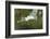 USA, Florida, Orlando. Great Egret at Gatorland.-Jim Engelbrecht-Framed Photographic Print