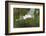 USA, Florida, Orlando. Great Egret at Gatorland.-Jim Engelbrecht-Framed Photographic Print