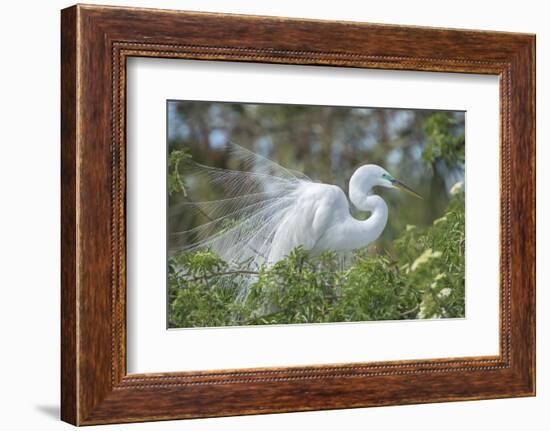 USA, Florida, Orlando. Great Egret at Gatorland.-Jim Engelbrecht-Framed Photographic Print