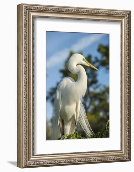 USA, Florida, Orlando. Great Egret at Gatorland.-Lisa S^ Engelbrecht-Framed Photographic Print