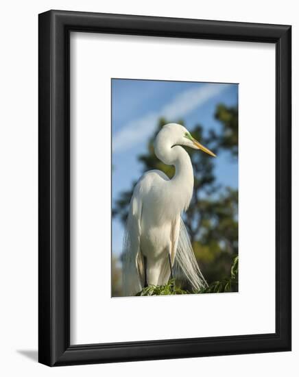 USA, Florida, Orlando. Great Egret at Gatorland.-Lisa S^ Engelbrecht-Framed Photographic Print