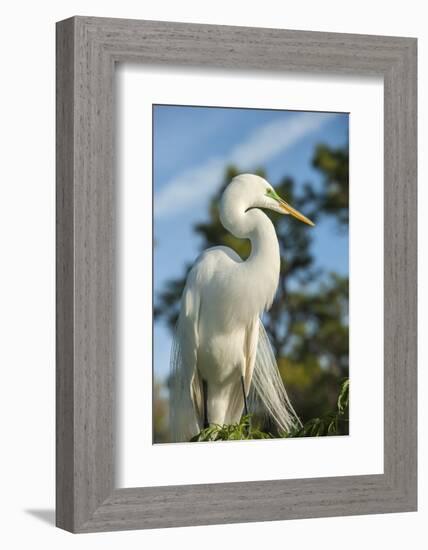 USA, Florida, Orlando. Great Egret at Gatorland.-Lisa S^ Engelbrecht-Framed Photographic Print