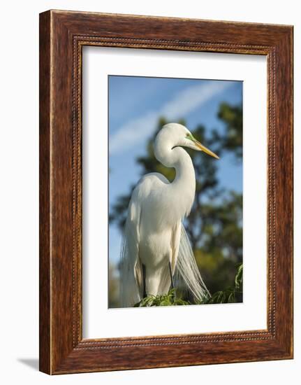 USA, Florida, Orlando. Great Egret at Gatorland.-Lisa S^ Engelbrecht-Framed Photographic Print