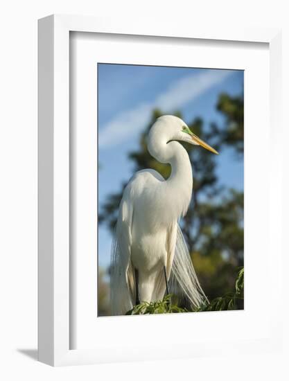 USA, Florida, Orlando. Great Egret at Gatorland.-Lisa S^ Engelbrecht-Framed Photographic Print