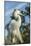 USA, Florida, Orlando. Great Egret at Gatorland.-Lisa S^ Engelbrecht-Mounted Photographic Print