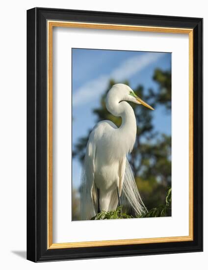 USA, Florida, Orlando. Great Egret at Gatorland.-Lisa S^ Engelbrecht-Framed Photographic Print