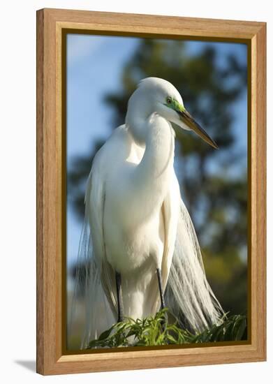 USA, Florida, Orlando, Great Egret, Gatorland-Lisa S. Engelbrecht-Framed Premier Image Canvas