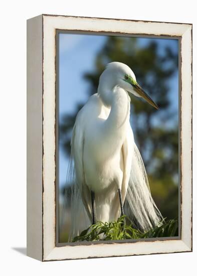 USA, Florida, Orlando, Great Egret, Gatorland-Lisa S. Engelbrecht-Framed Premier Image Canvas