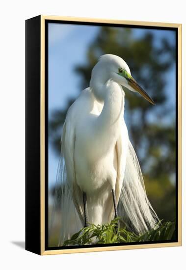 USA, Florida, Orlando, Great Egret, Gatorland-Lisa S. Engelbrecht-Framed Premier Image Canvas